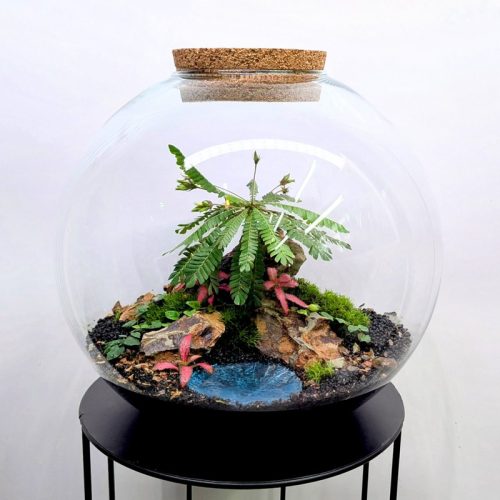 Terarij "La Palma" (Limited edition)