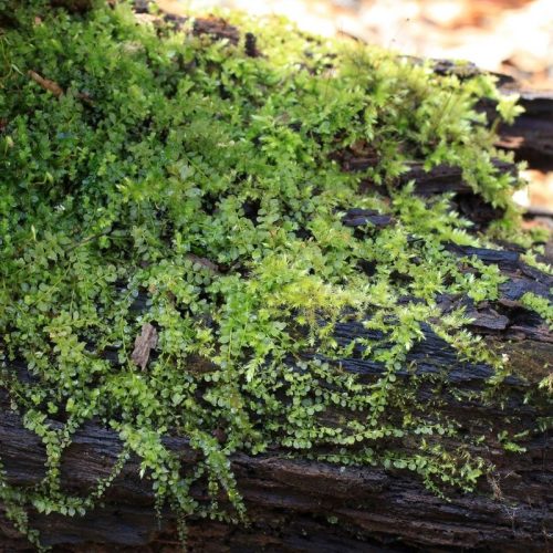 Plagiomnium sp. "Thyme Moss"
